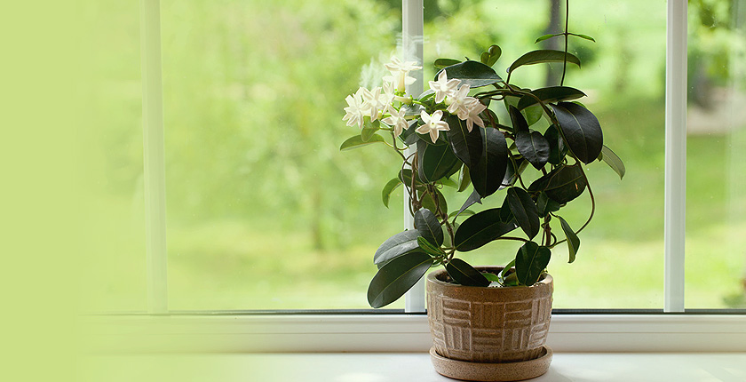 Jasmine-Vastu-tips-to-place-jasmine-plants-in-your-home