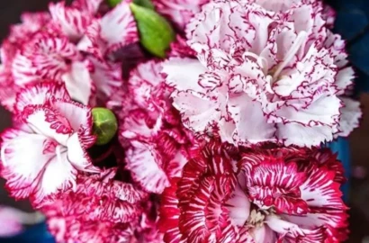 How to grow and care for Dianthus flowers?