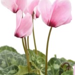 Cyclamen plant: benefits, grow, Facts and care tips