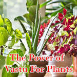 The Power of Vastu For Plants