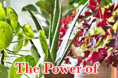 The Power of Vastu For Plants